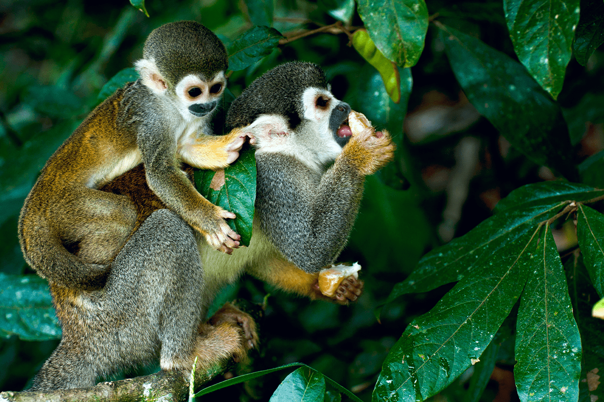 Deforestation in the Amazon Rainforest_squirrel monkeys_visual 2