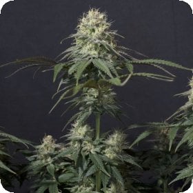 Fastbuds 20 Cannabis Seeds 20 20 Tropicana 20 Cookies 20 F F 20 Feminised 20 Cannabis Seeds