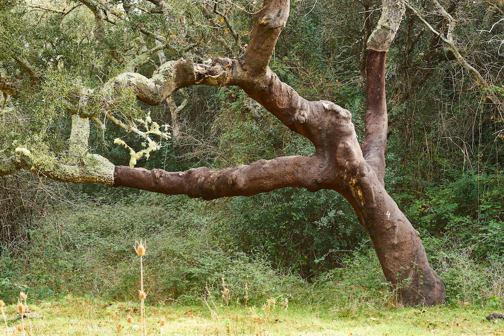 Cork Oak tree in Alentejo, Portugal.