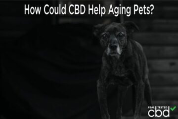 Jak CBD może pomóc starzejącym się zwierzętom?