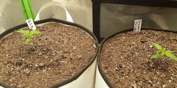Two small auto cannabis plant sprouting out of the super soil in two different containers 