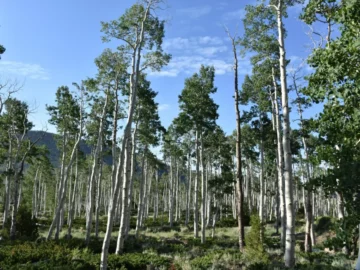 Listen to Pando, One of the Largest Trees in the World