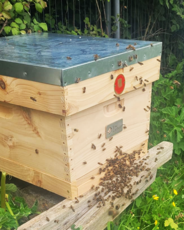 Low Carbon and Lancaster University launch first-of-its-kind study to influence behaviour of queen bees at solar sites, boosting biodiversity - 1 | Low Carbon