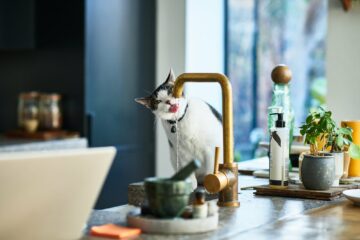 Moggie, la startup que creó un system para entender el comportamiento de los gatos, lanza campaña de crowfunding