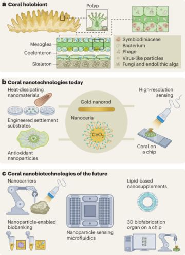 Nanotehnologija za ohranjanje, obnovo in rehabilitacijo koralnega grebena - Nature Nanotechnology