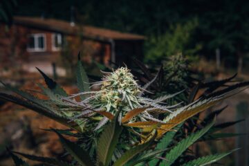 New Hampshire Senate Votes Down Cannabis Legalization Bill | High Times