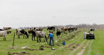 Organic Valley’s farmer program prioritizes insetting