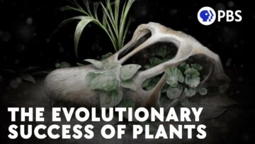 Planten en het uitsterven van K-Pg