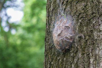Общественность призвала следить за деревьями-вредителями дубовой молью | Энвиротек