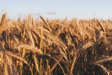 최근의 어려움과 미래 전망: 곡물 가격