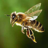 研究人员建造了可以扭曲的蜜蜂机器人