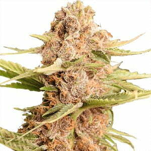 Girl Scout Cookies Feminized Strain