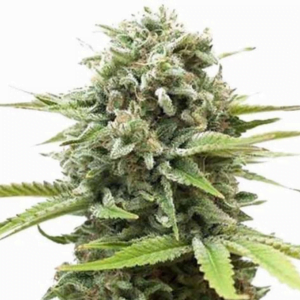 Starburst Weed Strain Information and Review