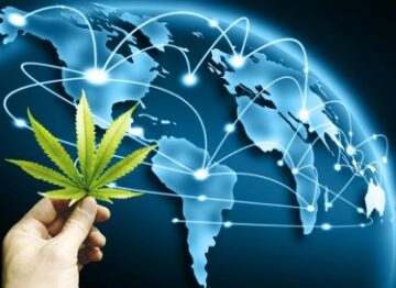 De illegale cannabismarkt in Californië is zo groot dat hij momenteel de hele wereld opeet