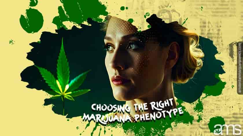 woman observes a marijuana leaf