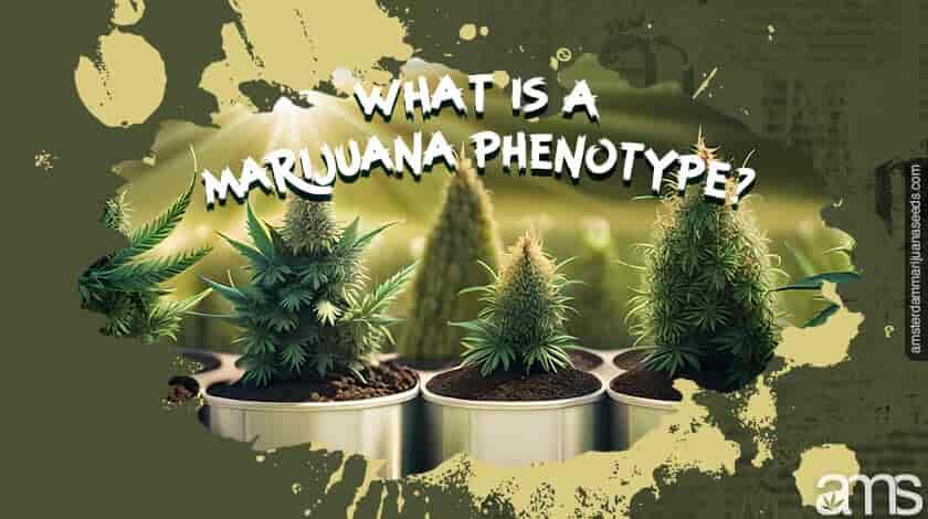 Different marijuana plants with different phenotypes