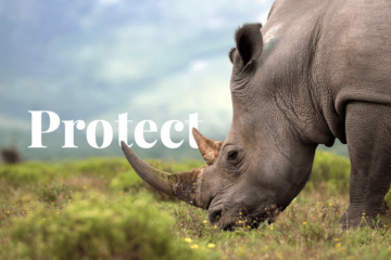 Why should endangered species be protected?