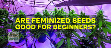 ¿Son buenas las semillas de cannabis feminizadas para principiantes?