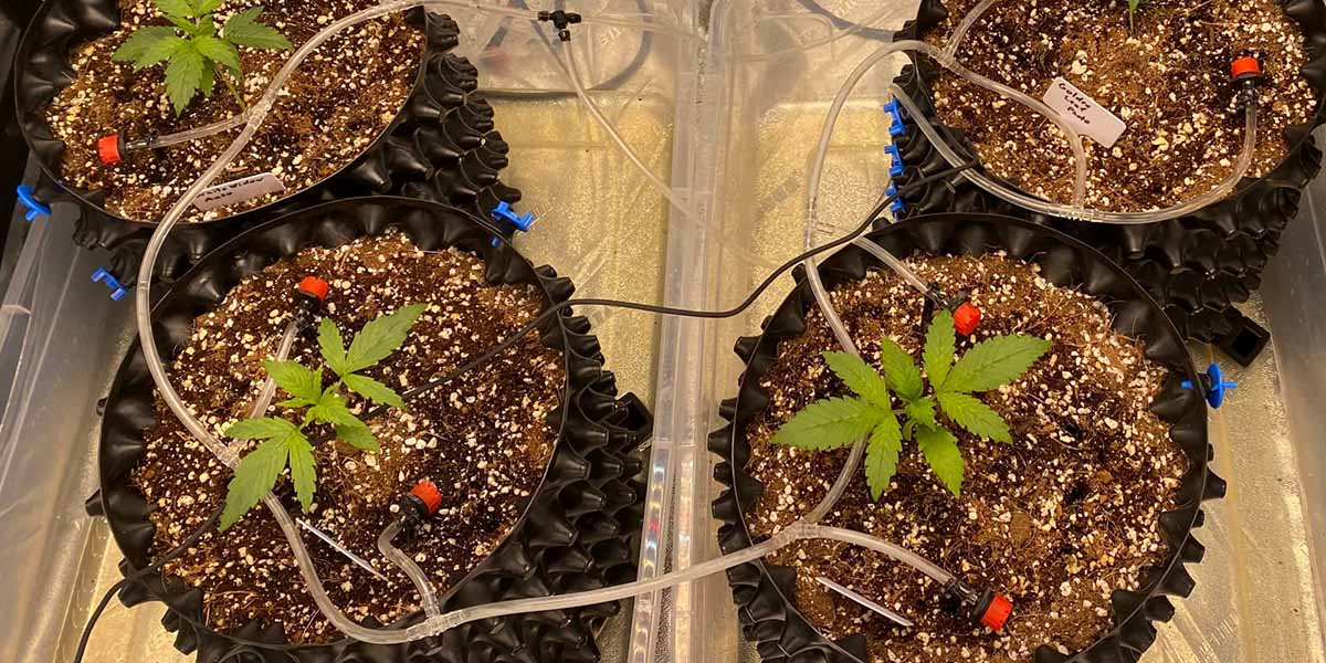 A typical a self watering system for growing marijuana in an indoor grow tent