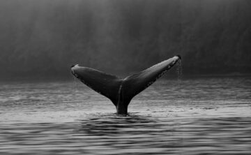 Bitcoinowe wieloryby przenoszą 3 miliony dolarów BTC po 13 latach