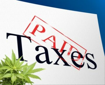 Kalifornia przyspieszyła egzekwowanie niezapłaconych podatków od konopi indyjskich, teraz informuje, że 94% podatków akcyzowych od konopi indyjskich jest opłaconych