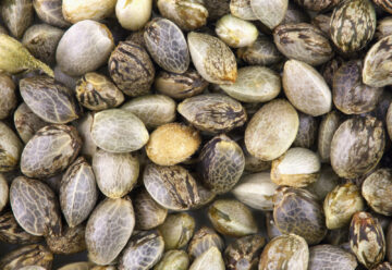 Могу ли я импортировать семена марихуаны в США?