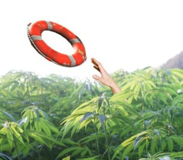 Il Canada sta annegando nella cannabis - Il saturo mercato canadese ha oltre 3.3 milioni di libbre di erba in eccesso (solo il lato legale!)