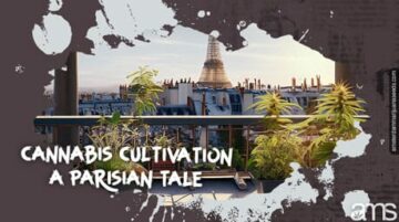 Cannabis Cultivation: A Parisian Tale with AMS Seeds