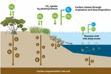 Kooldioxideverwijdering (CDR) en koolstofafvang en -opslag (CCS): een inleiding