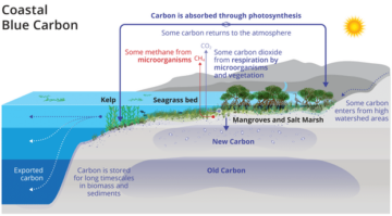 加勒比海草的碳储存每年价值 88 亿美元