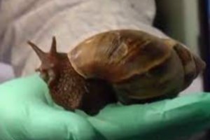Dangerous Snails, Flesh Eating Seaweed? Florida Needs Marijuana