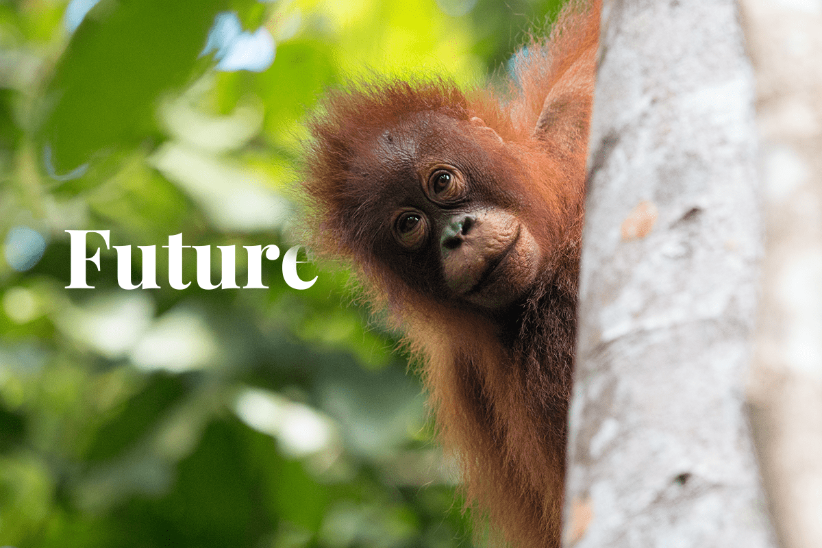 Deforestation in Asia_Baby orangutan in National Park in Borneo_visual 1