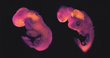 Los 'modelos de embriones' desafían los conceptos legales, éticos y biológicos | Revista Cuanta