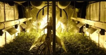 Alt om Cannabis Grow Tents