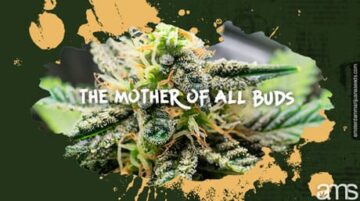Ervaar MOAB: de ultieme cannabissoort | AMS