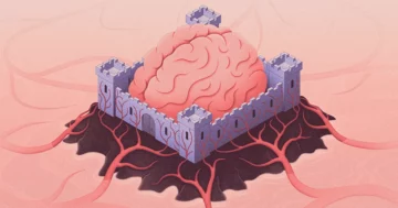 Cum se protejează creierul de amenințările transmise de sânge | Revista Quanta