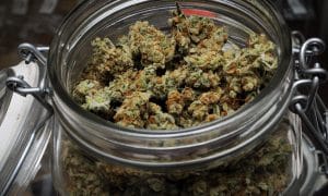 Este Dank Marijuana potrivită pentru mine?