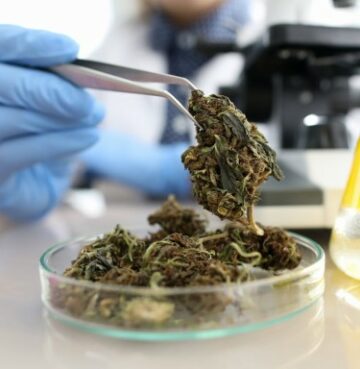 Lovlig cannabis er dyrere, men er lab-testet og trygt, IKKE! - Colorado ser tonnevis med juks ved testing av ugressforurensning