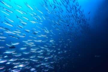 Havfisk reagerer på klimaændringer ved at flytte mod polerne | Envirotec