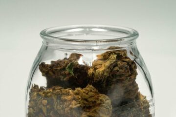 Moldy Weed | Risks, Identification, and Smoking Safety