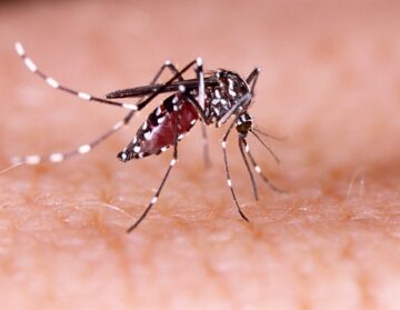 Ny plattform för att studera hur patogener som bär myggor påverkar och infekterar mänskliga celler och vävnader