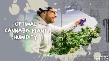 Kannabiskasvien optimaalinen kosteus: Laadukkaiden rikkakasvien viljely sisätiloissa