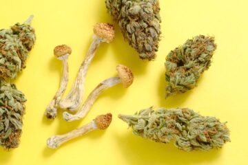 Forskere sigter mod at kombinere psilocybin og cannabis i en enkelt medicinsk behandling