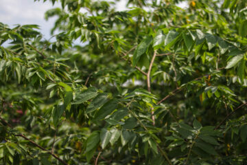 शोधकर्ताओं ने दक्षिण अमेरिकी झाड़ी में सीबीडी जैसा यौगिक खोजा | उच्च समय