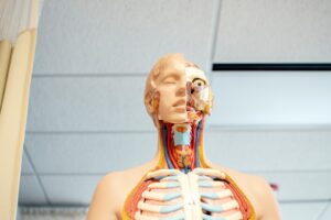 figura di anatomia umana sotto il soffitto in legno bianco