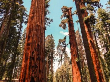 Sequoia opdeles i adskilte enheder: Optrævling af indvirkningen på venturekapitallandskab | National Crowdfunding & Fintech Association of Canada