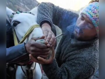 Megdöbbentő! Az öszvért marihuánára kényszerítették Kedarnath felé vezető úton: Videó megtekintése – Az orvosi marihuánaprogram kapcsolata