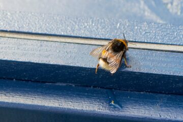 דבורים אבודות מעט משתמשות בריח כדי למצוא את דרכן הביתה | Envirotec