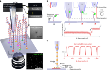 Spatially multiplexed single-molecule translocations through a nanopore at controlled speeds - Nature Nanotechnology