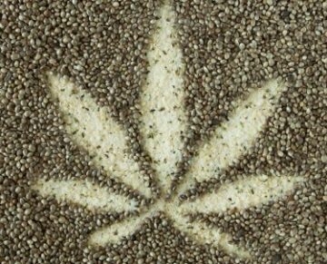 大麻种子指南 - 寻找什么，远离什么，开始种植的最佳种子？